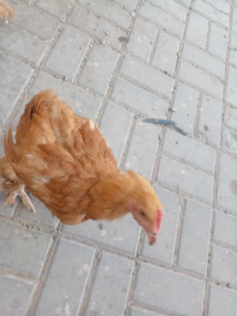 Golden Buff 2 males and 3 Females for sale in Lahore