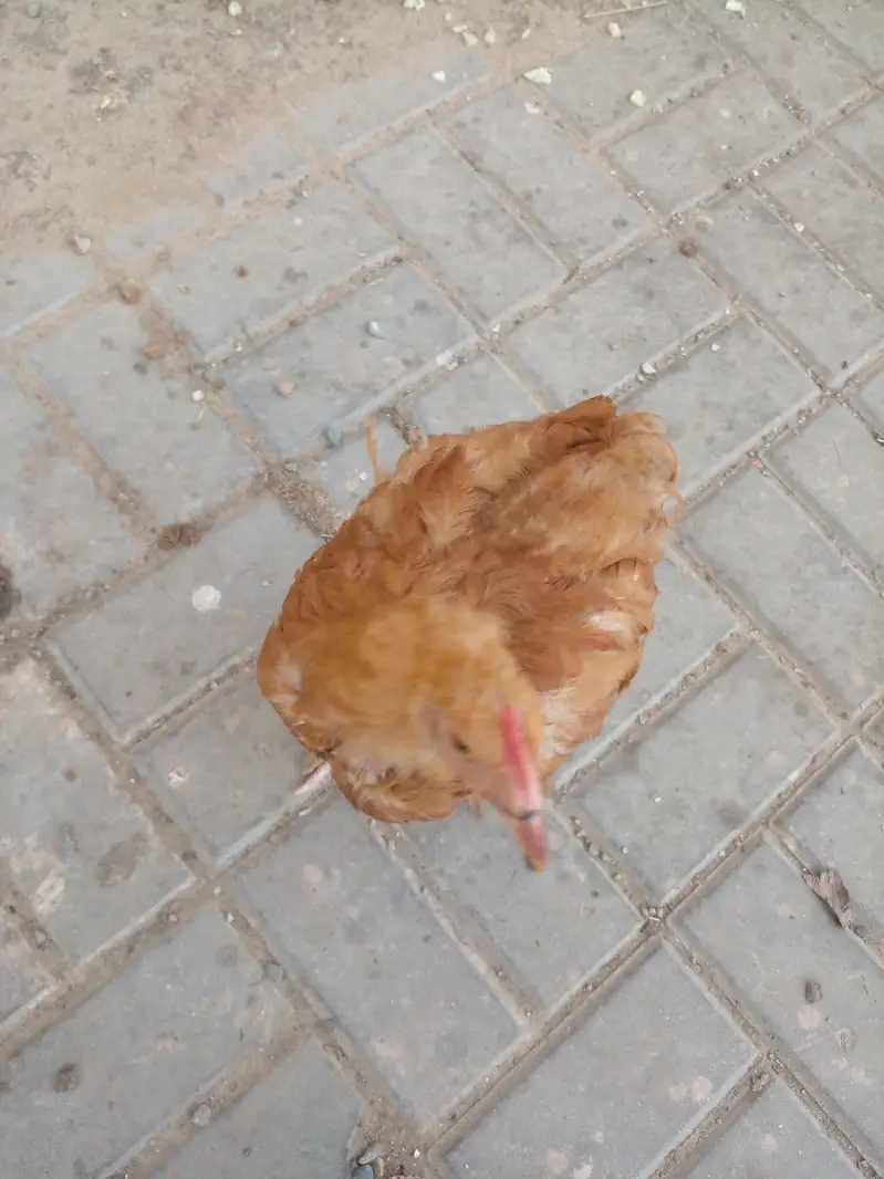 Golden Buff 2 males and 3 Females for sale in Lahore — photo 2