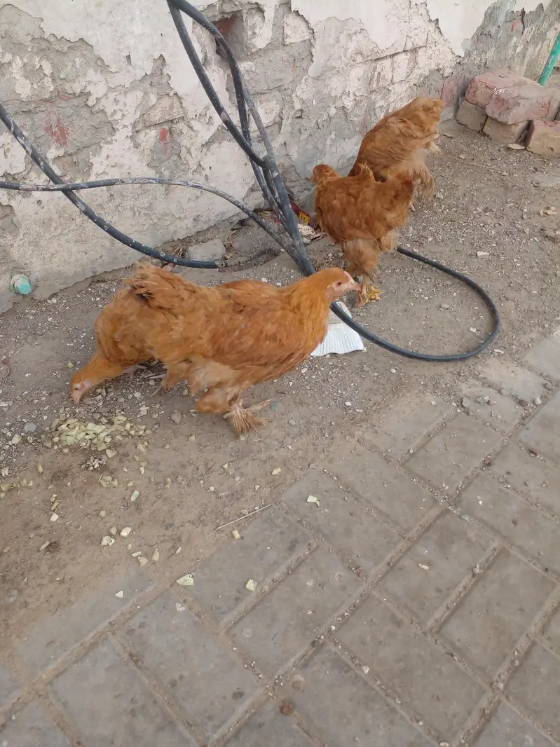 Golden Buff 2 males and 3 Females for sale in Lahore — photo 3