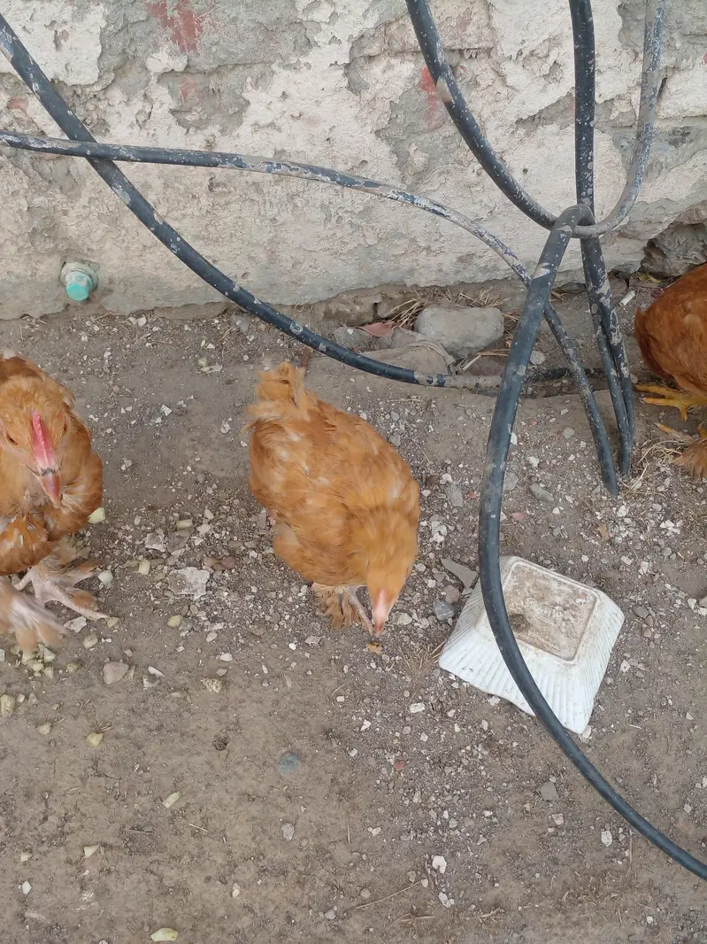 Golden Buff 2 males and 3 Females for sale in Lahore — photo 4