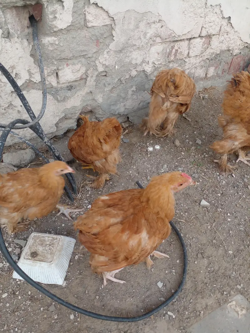 Golden Buff 2 males and 3 Females for sale in Lahore — photo 5