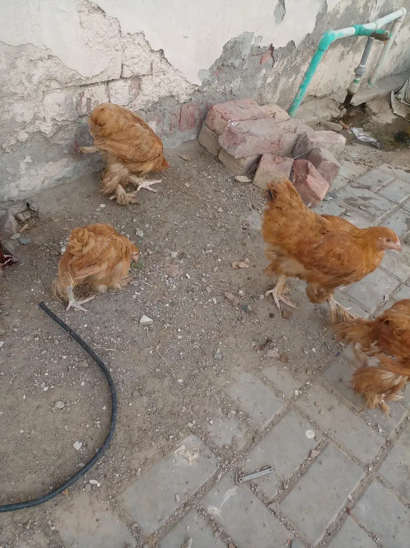 Golden Buff 2 males and 3 Females for sale in Lahore — photo 6