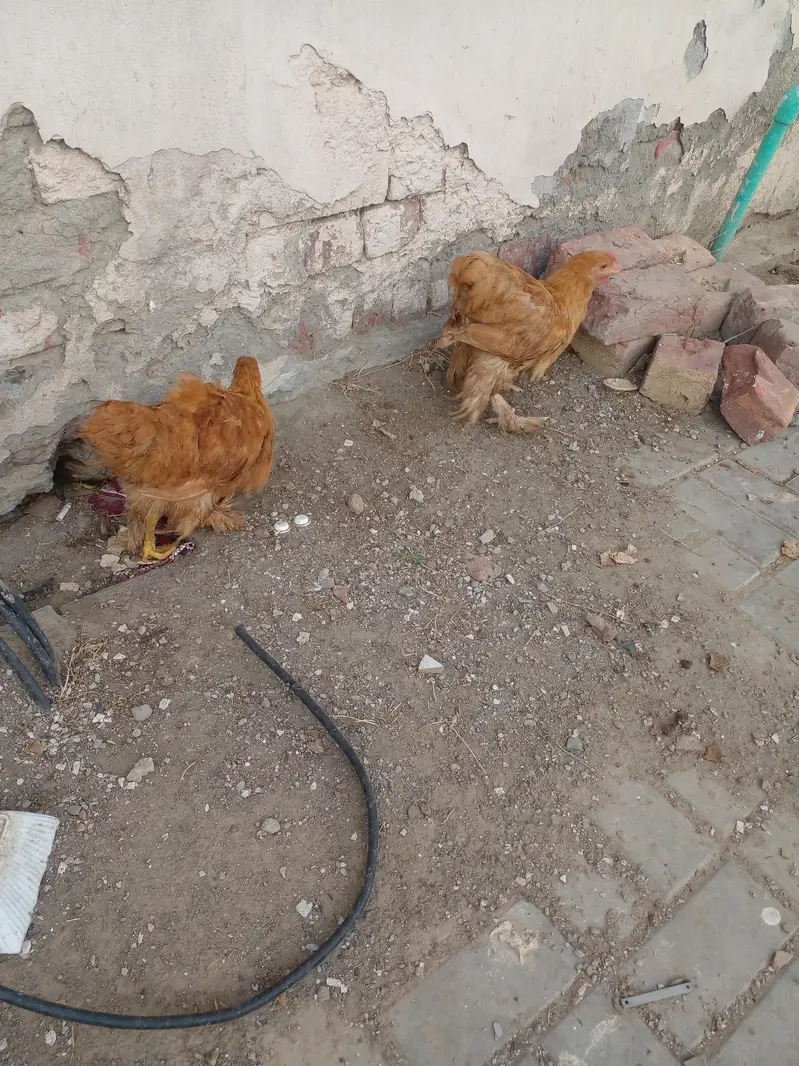 Golden Buff 2 males and 3 Females for sale in Lahore — photo 7