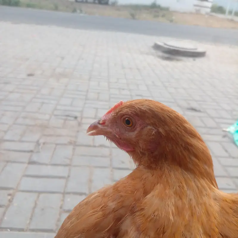 Golden Buff 2 males and 3 Females for sale in Lahore — photo 8