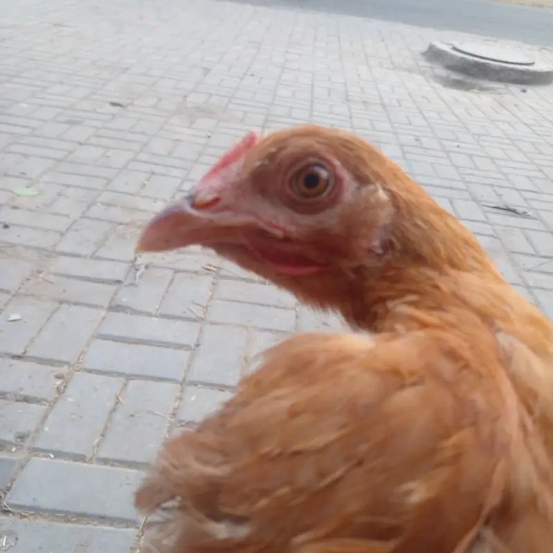 Golden Buff 2 males and 3 Females for sale in Lahore — photo 9