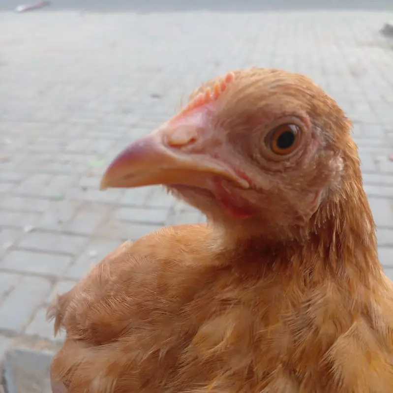 Golden Buff 2 males and 3 Females for sale in Lahore — photo 10