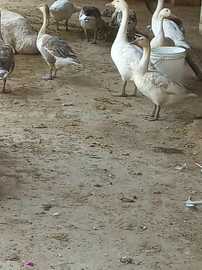 سفید ہنس یعنی بڑی بطخ برائے فروخت white gees ,hans