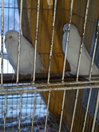 Big size Exhibition pair for sale