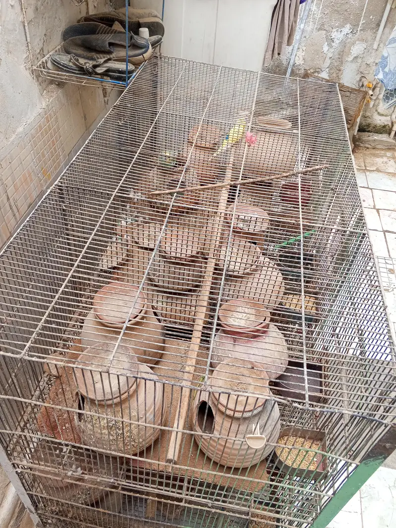 birds colony — photo 2