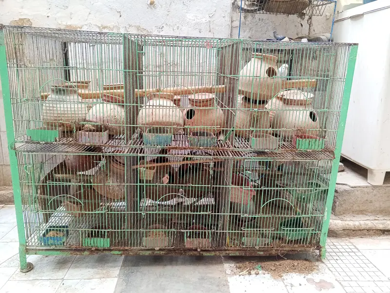 birds colony — photo 3