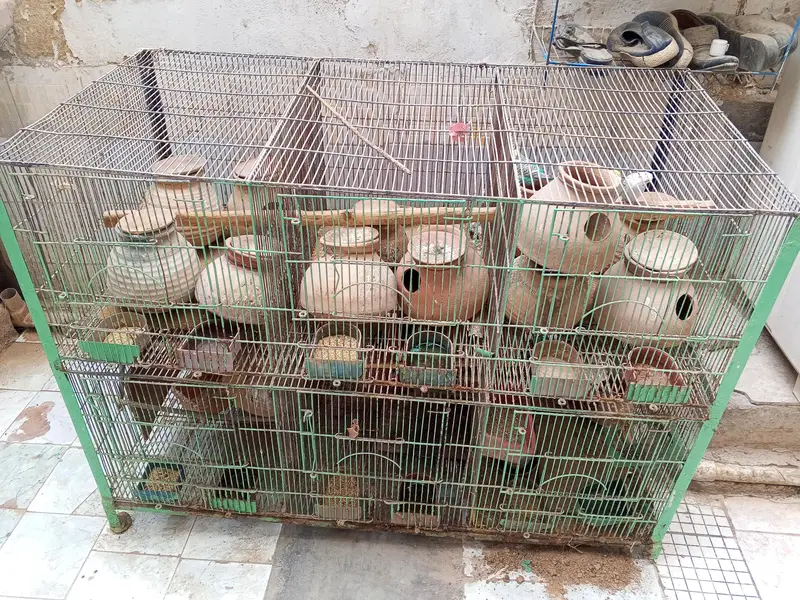 birds colony — photo 4
