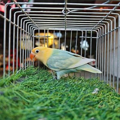 Budgies and love birds