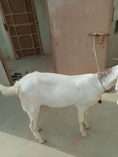 Bakra