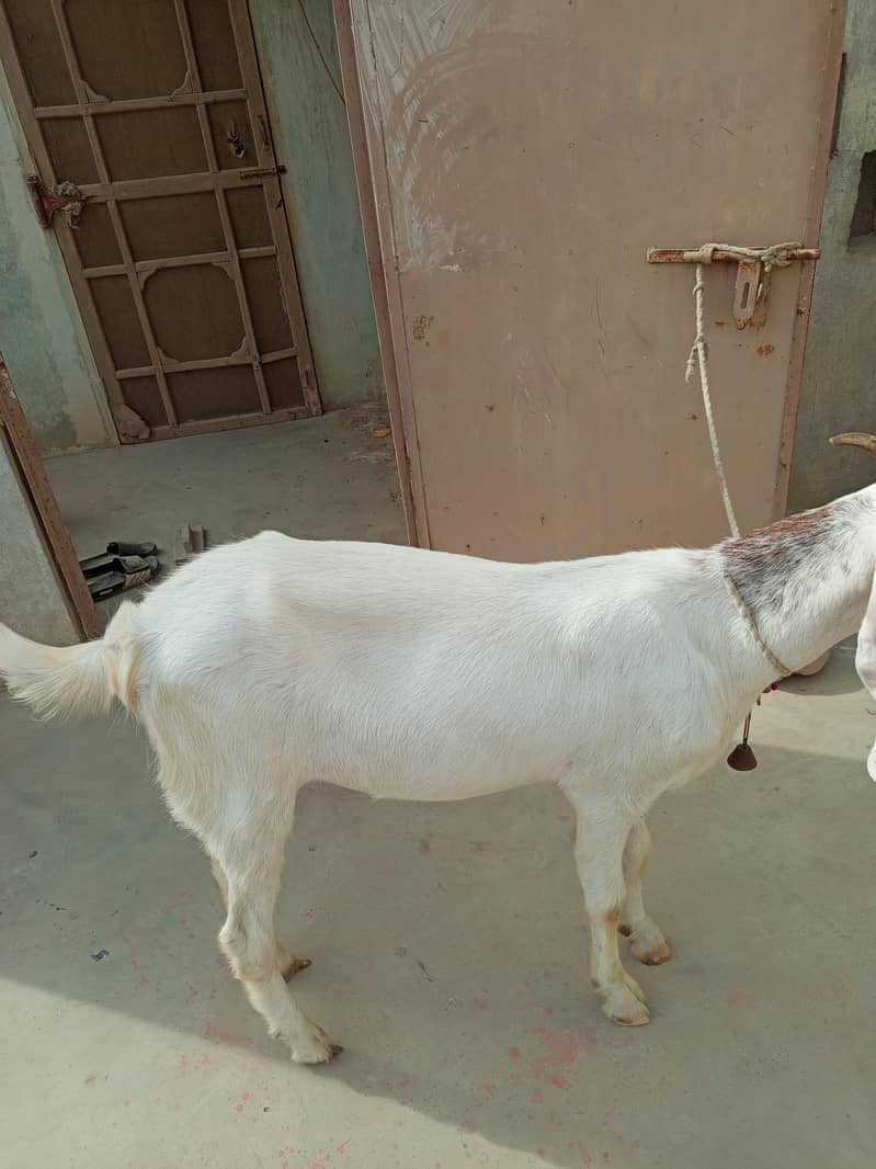 Bakra 0