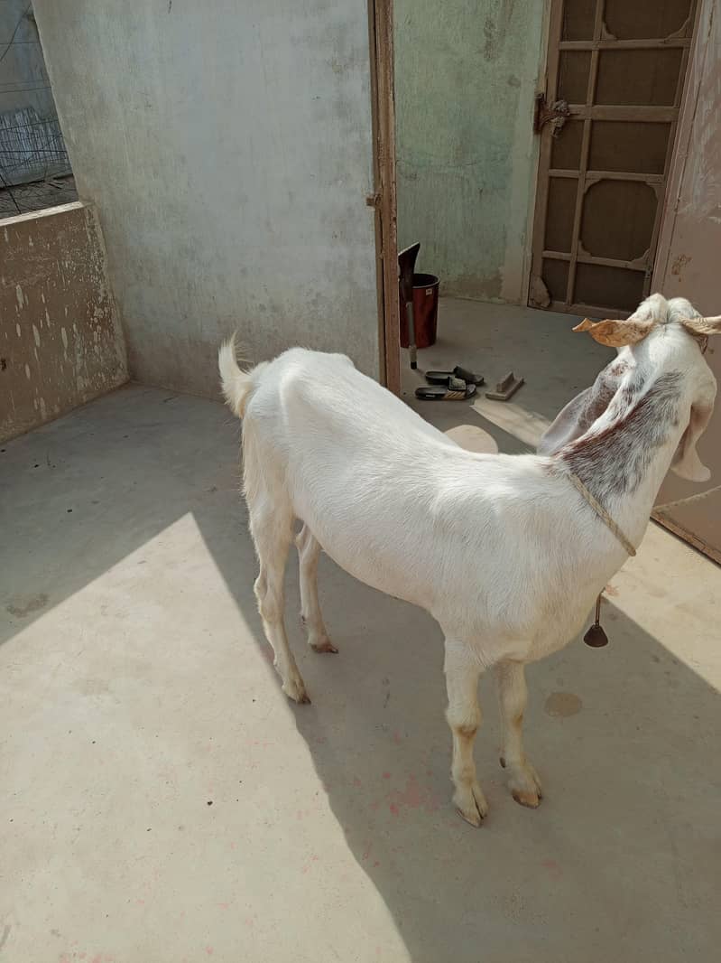 Bakra 1