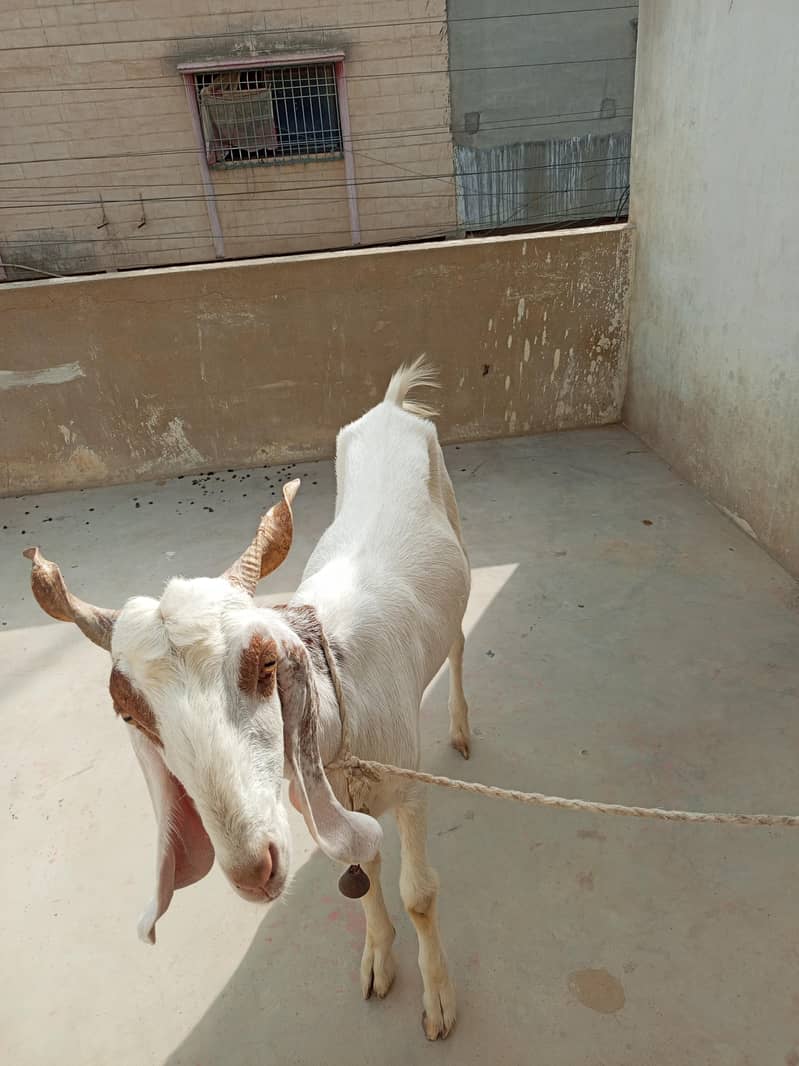 Bakra 2