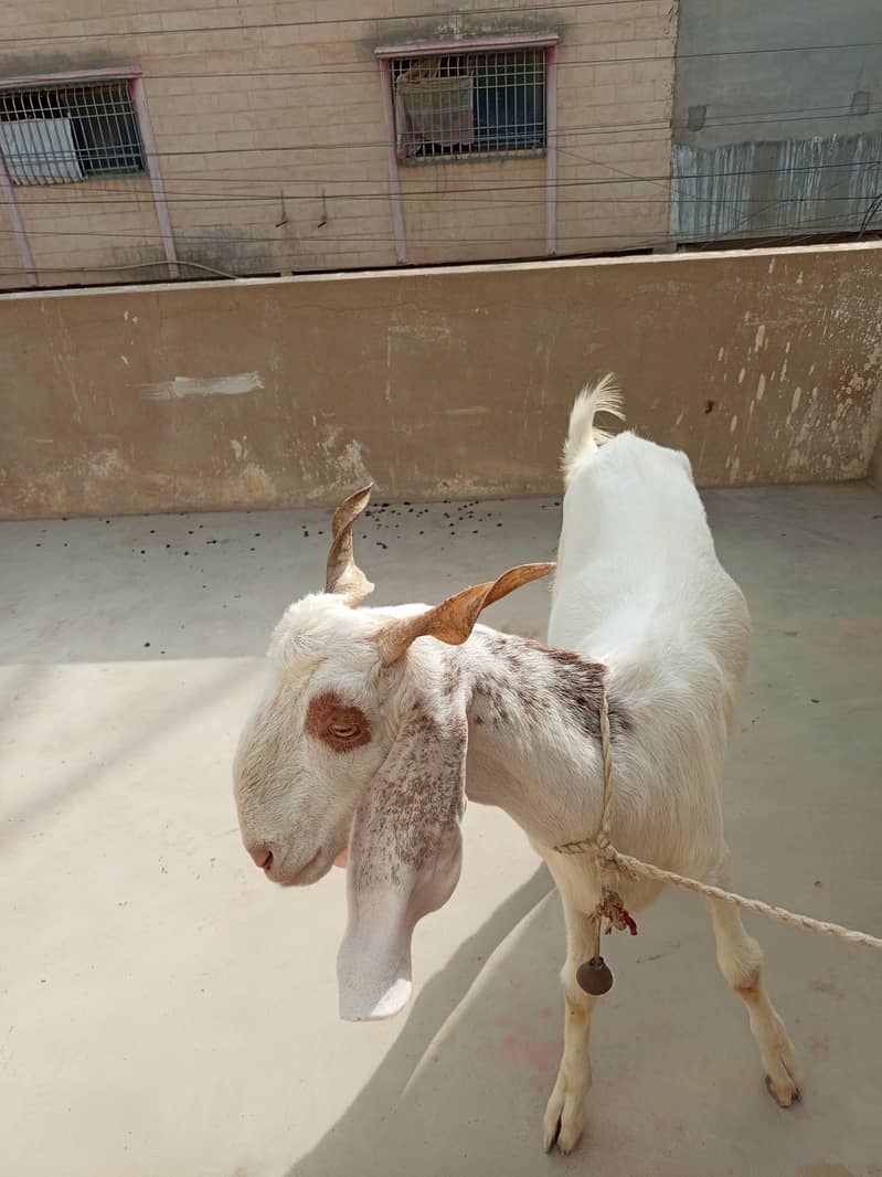 Bakra 3