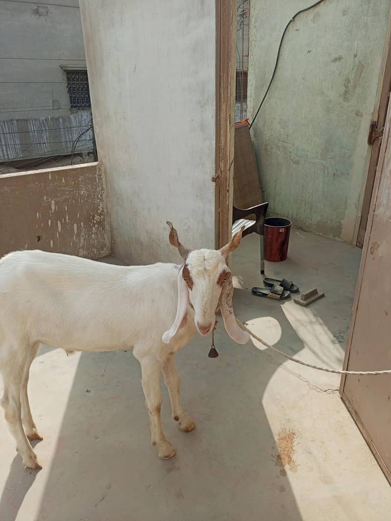 Bakra 4