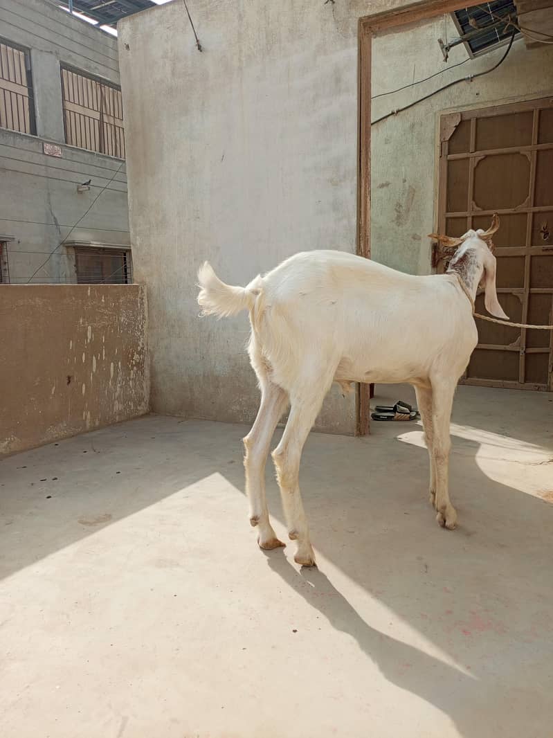 Bakra 5