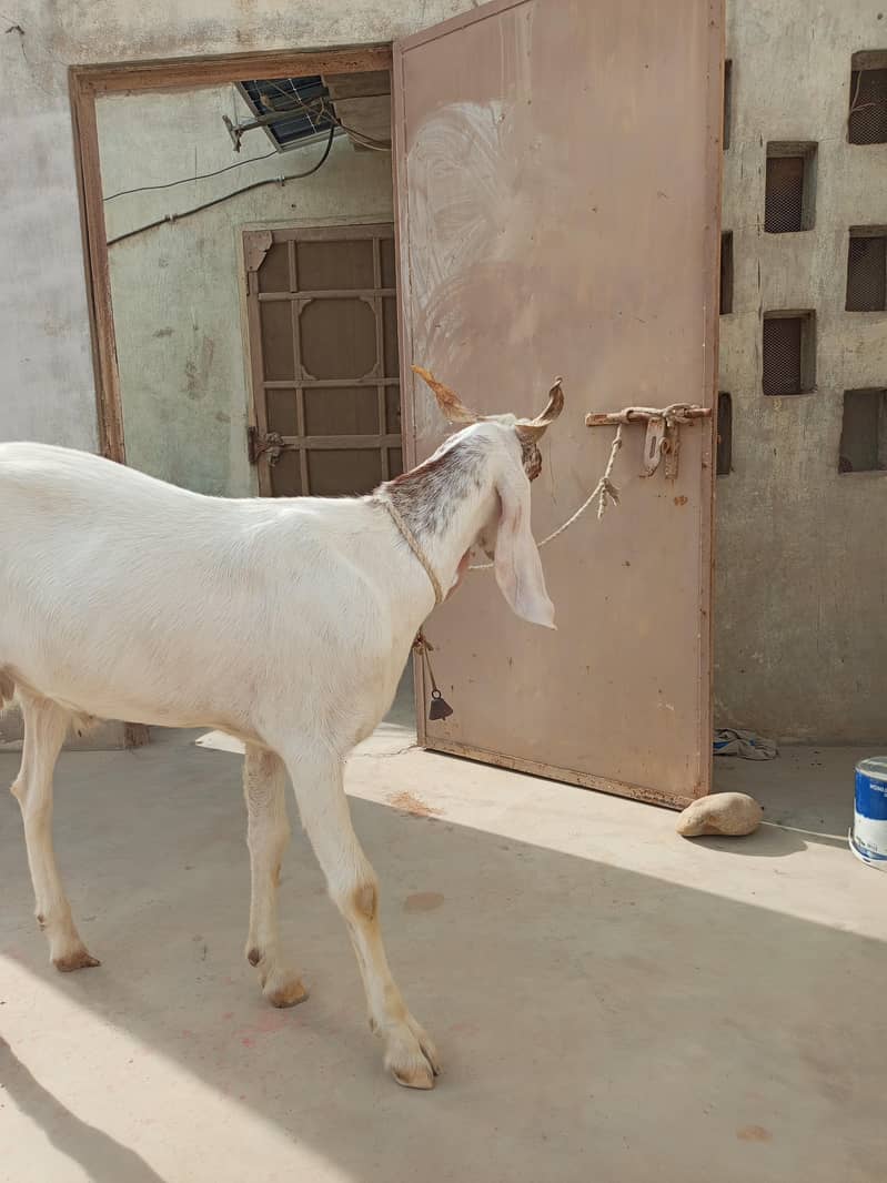 Bakra 6