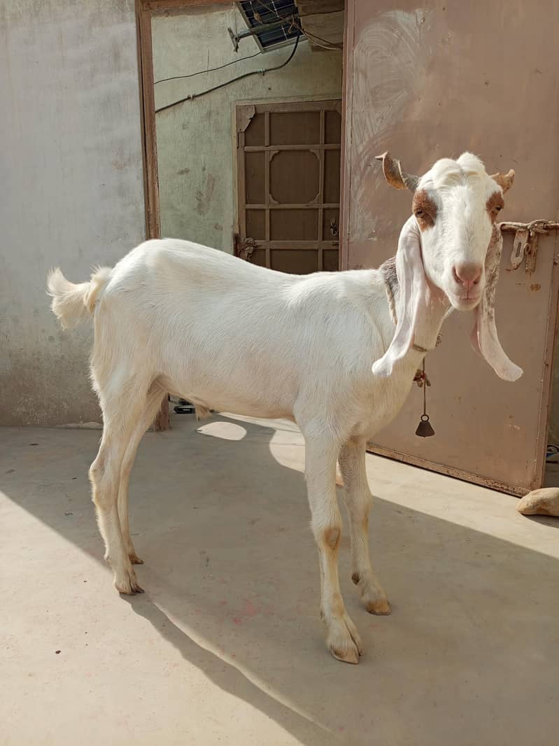 Bakra 7