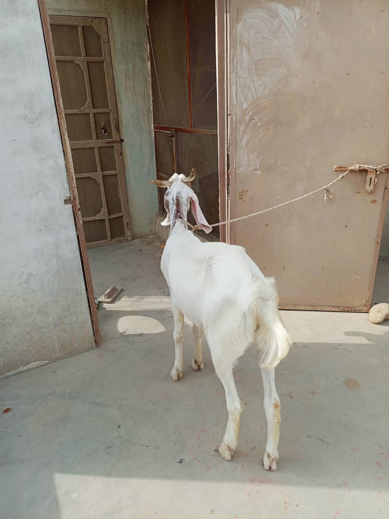 Bakra 8
