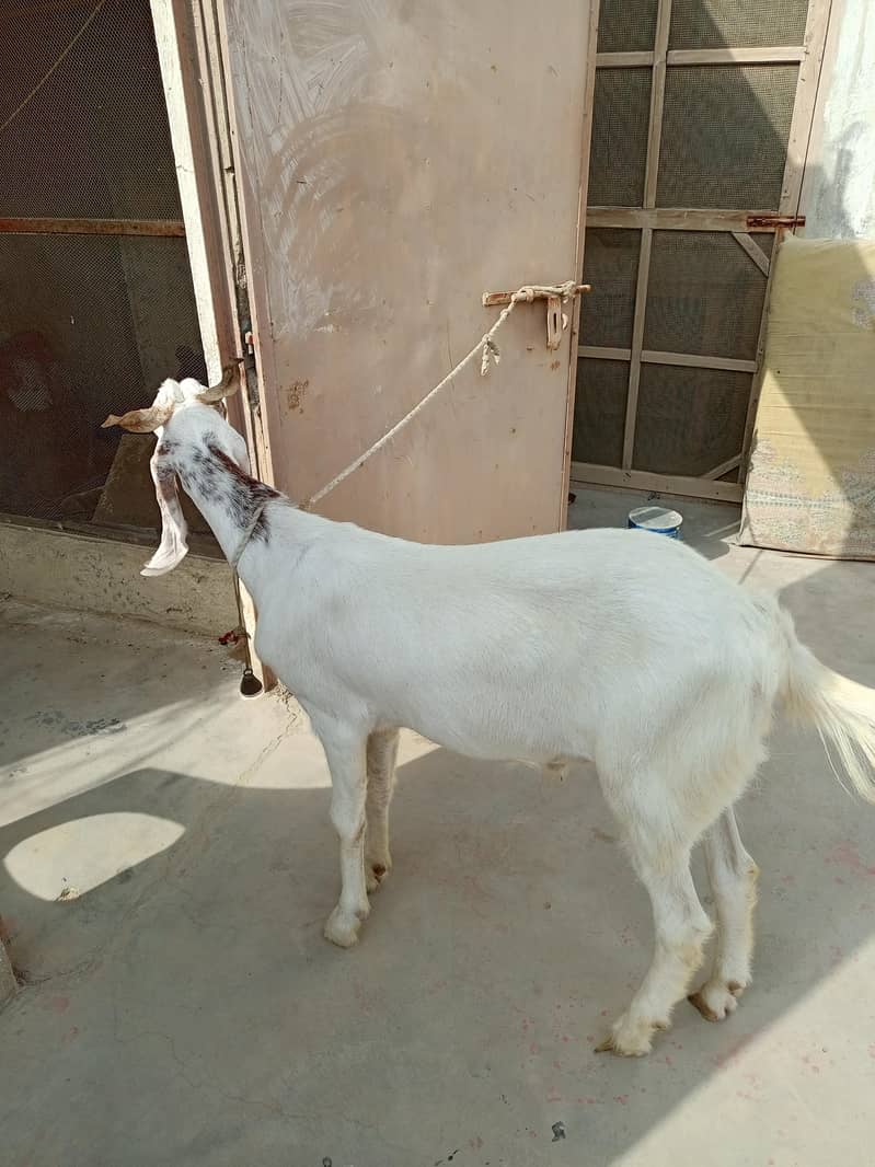 Bakra 9
