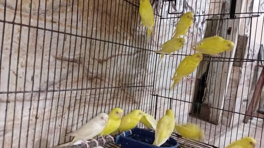 urgent sale