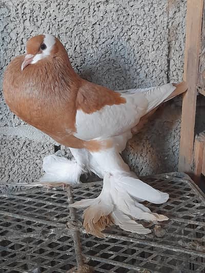 yellow breeder female