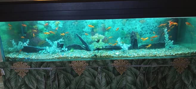 Fish Aquarium
