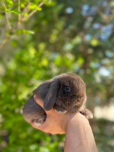 Holland lop bunnies