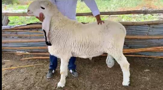 pure kajla Dumba breeder