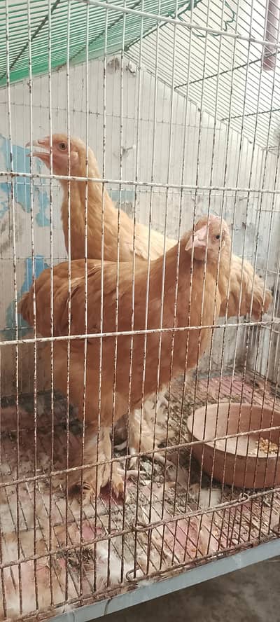 golden buff 2 female (healthy)