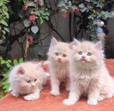 Cat Persian | cash on delivery | kitten cat male and female British