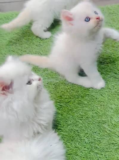 Cat Persian | cash on delivery | kitten cat male and female British