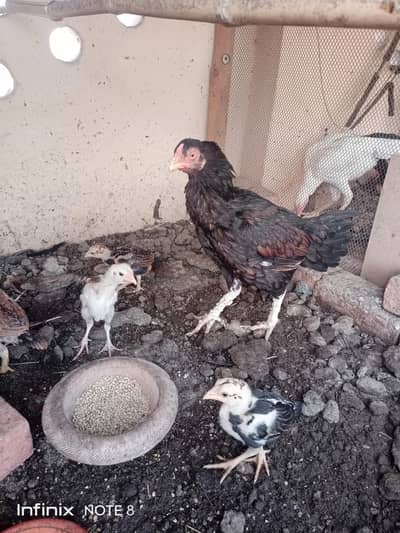 Mian wali Hen/Aseel Mian wali Murgi/Aseel Chicks/Mian wali Chicks