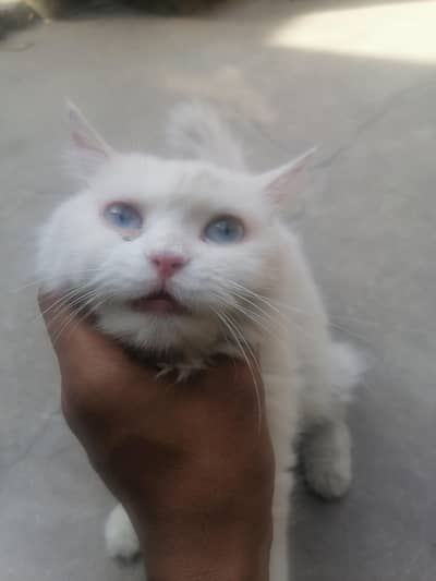 female cat
