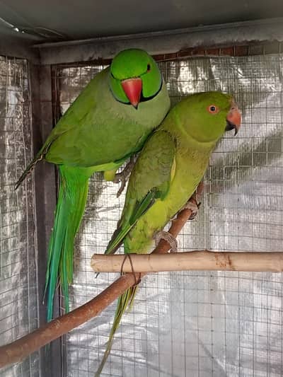 Pair for sale