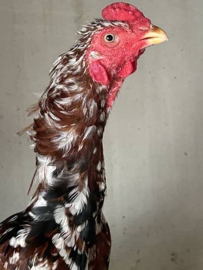 Aseel Mianwali breeder male for sale