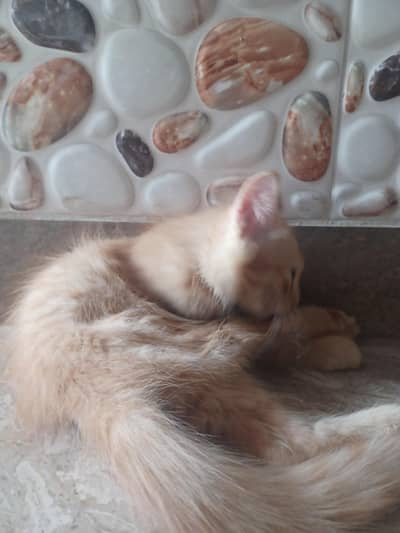 2 Brown persion female kitten's available for sale in reasonable price