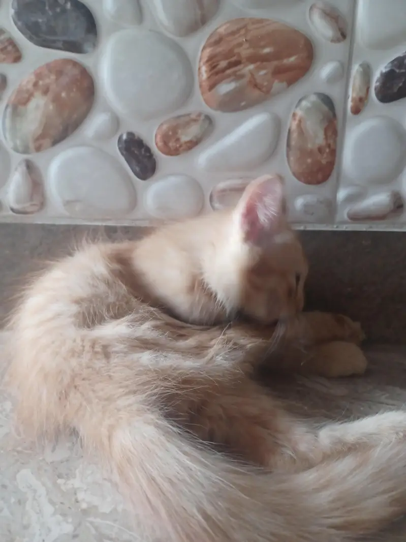 2 Brown persion female kitten's available for sale in reasonable price — photo 3