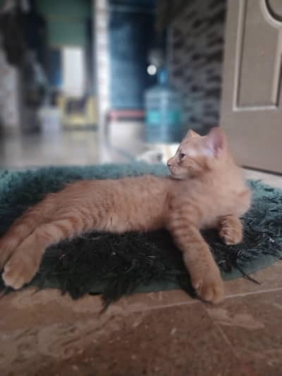 2 Brown persion female kitten's available for sale in reasonable price