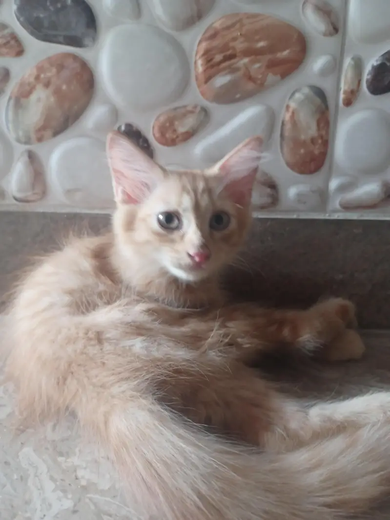 2 Brown persion female kitten's available for sale in reasonable price — photo 4