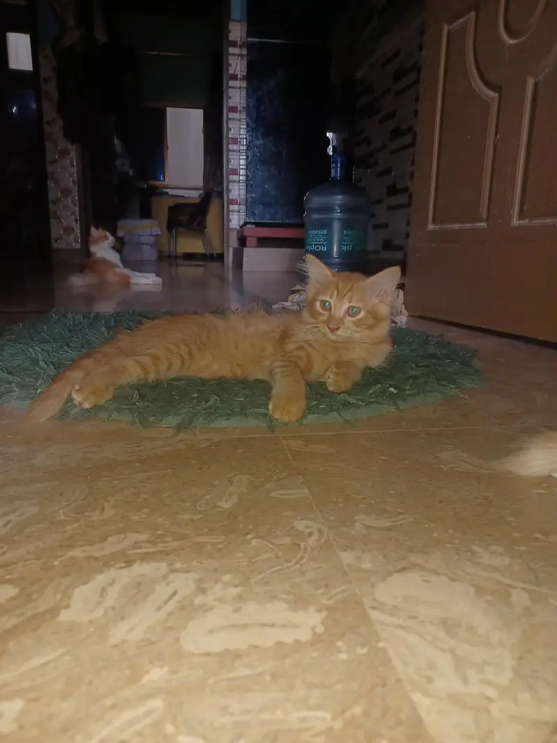 2 Brown persion female kitten's available for sale in reasonable price — photo 5