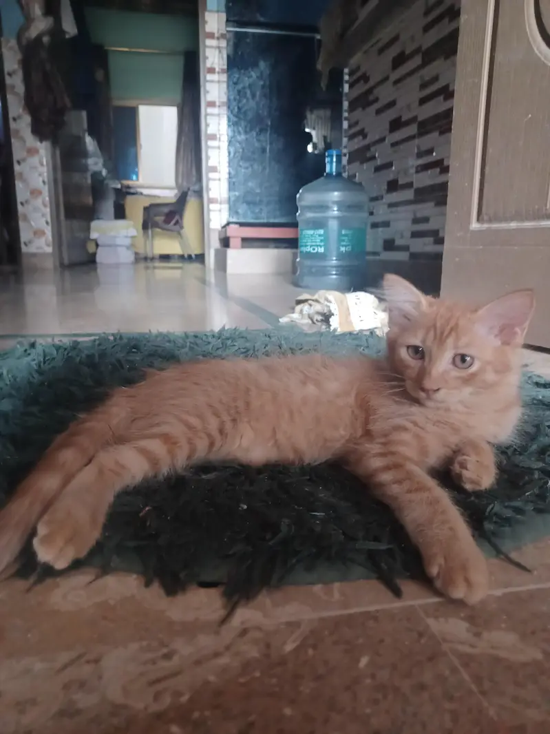 2 Brown persion female kitten's available for sale in reasonable price — photo 6