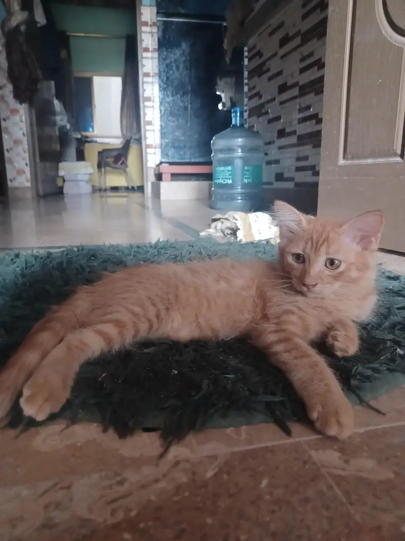 2 Brown persion female kitten's available for sale in reasonable price — photo 7