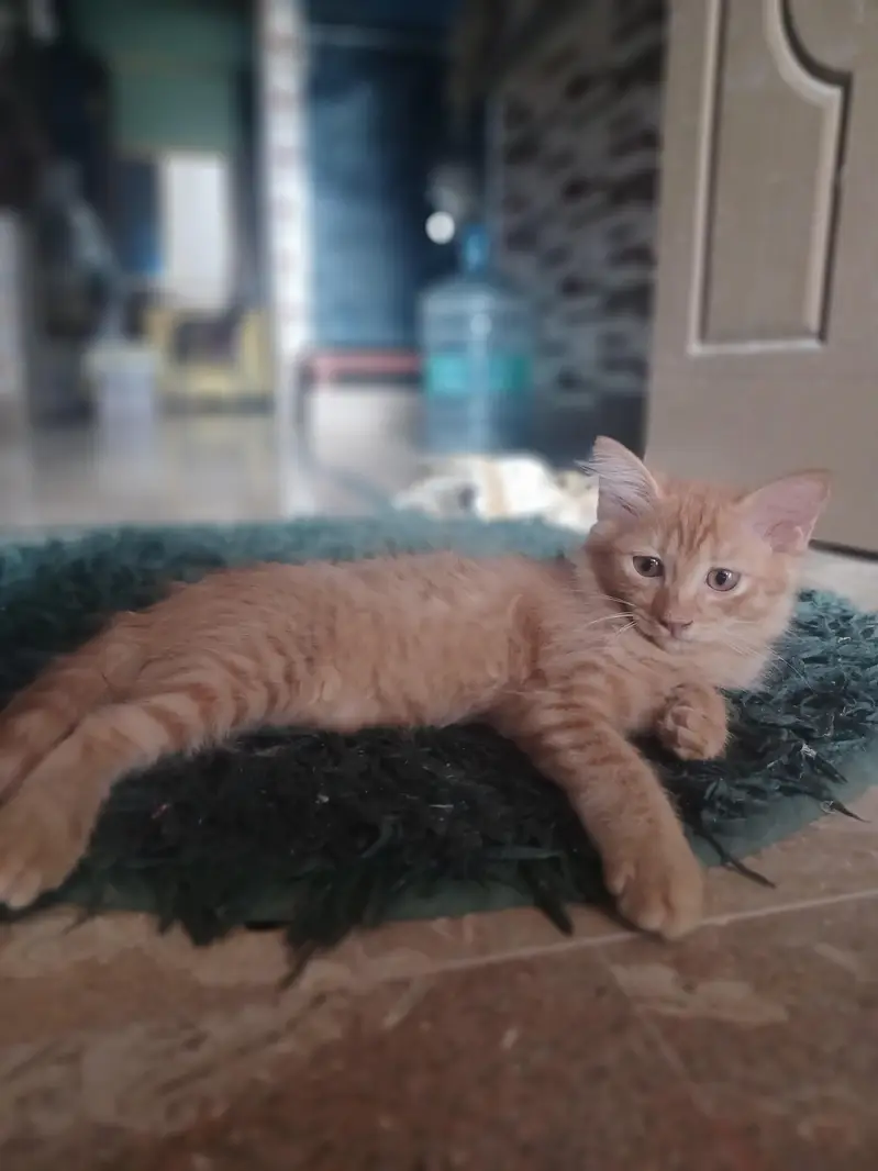 2 Brown persion female kitten's available for sale in reasonable price — photo 8