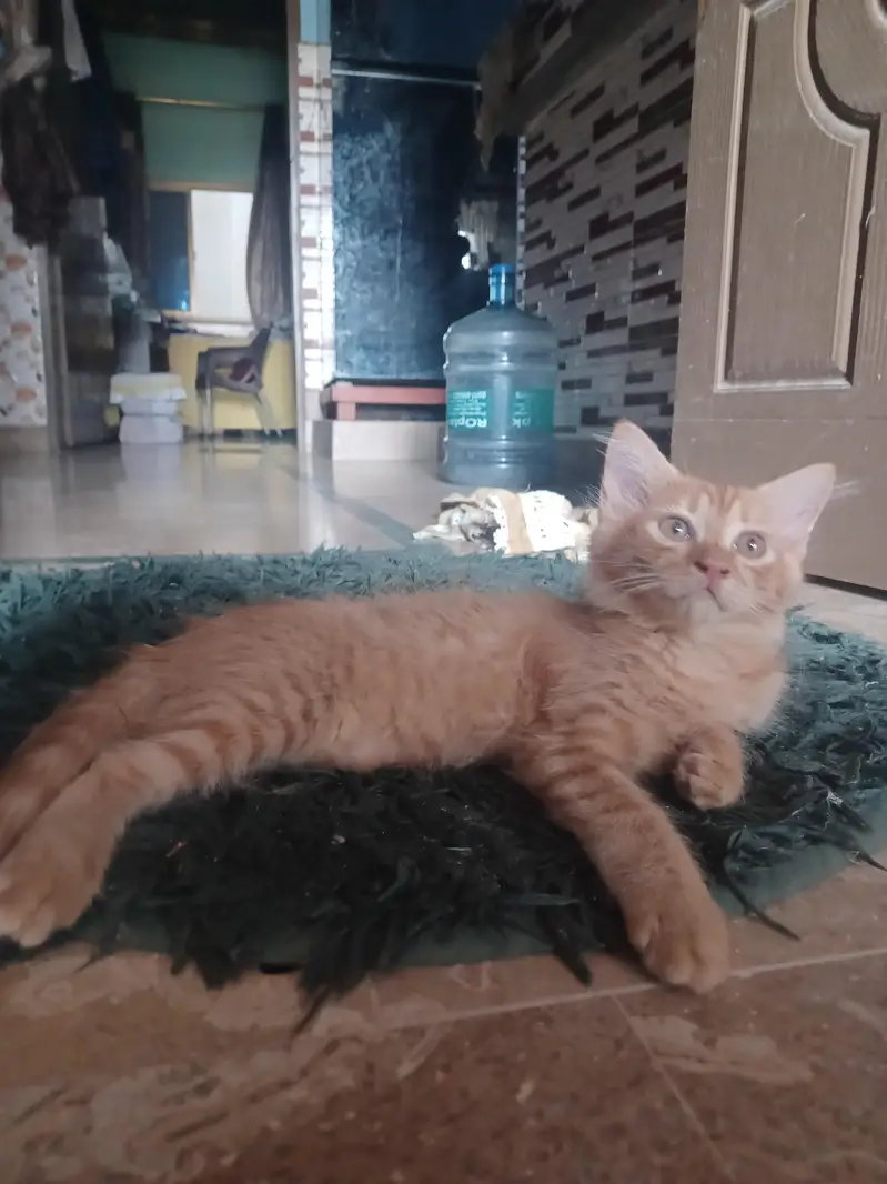 2 Brown persion female kitten's available for sale in reasonable price — photo 9