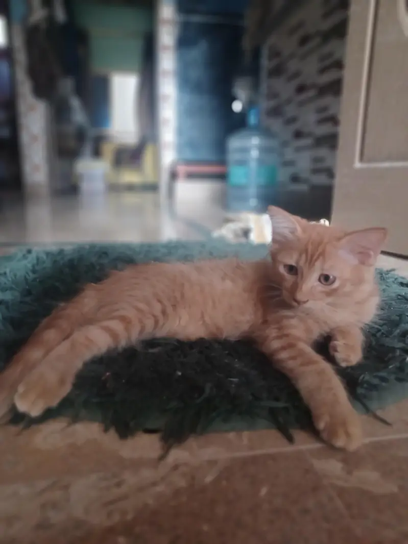 2 Brown persion female kitten's available for sale in reasonable price — photo 10