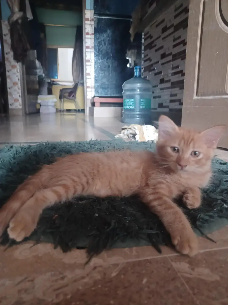 2 Brown persion female kitten's available for sale in reasonable price — photo 11